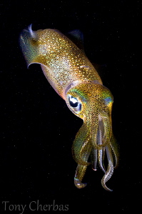 Squid Portrait by Tony Cherbas 